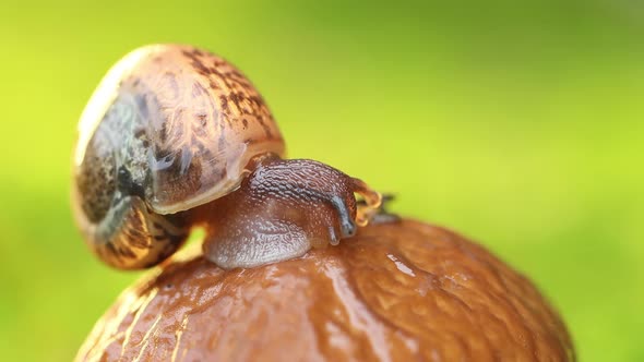 Close-up of a Snail Slowly Creeping in the Sunset Sunlight.