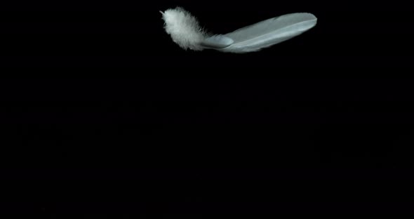White Feather Falling against Black Background, Normandy, Slow Motion 4K