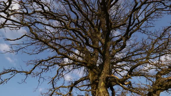 Oak Tree branches