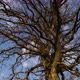 Oak Tree branches - VideoHive Item for Sale