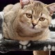 gray purebred kitten Scottish straight chinchilla lies - VideoHive Item for Sale