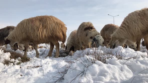 Sheeps In Snow - 4K