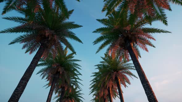 Avenue of Palm Trees Slow Motion Empty Street Blue Dark Sky Summer Time