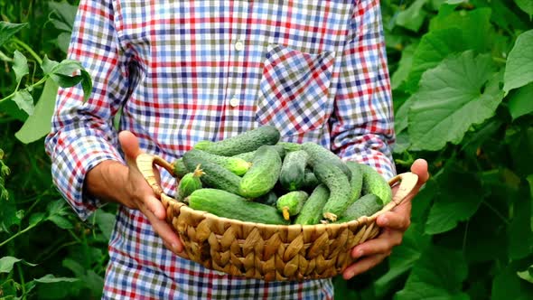 Cucumber Harvest in the Hands of a Male Farmer