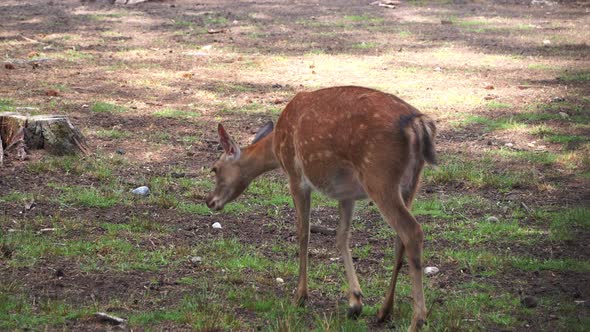 European Roe Deer (Capreolus Capreolus), Western Roe Deer Close-up