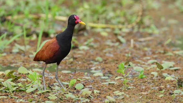 Brown and black feather wattled jacana bird standing still in mire land with its long and skinny gre