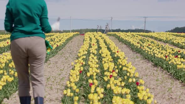 Unrecognizable Female Farmer Gardener Worker Inspecting Yellow Tulip Field Count