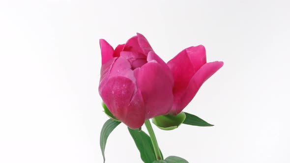 Beautiful Red Blooming Peony Flower Open on White Background