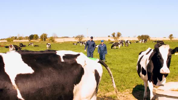 Two cattle farmers interacting with each other while walking in the field