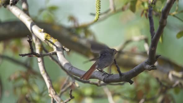 Black redstart - Phoenicurus ochruros standing on the branch.