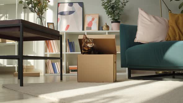 Bengal Cat Sitting in Cardboard Box in Living Room