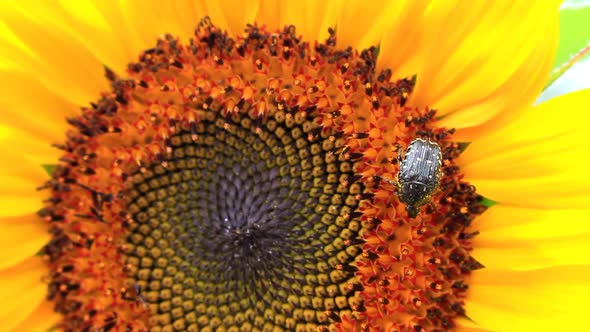 Beetle On A Flower Of A Sunflower