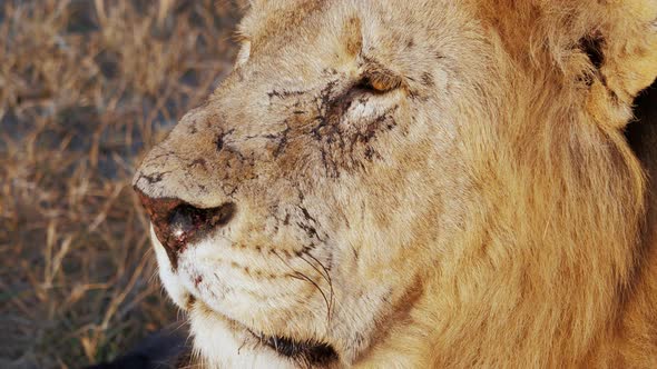 Portrait Profile Head Muzzle of Adult Lion