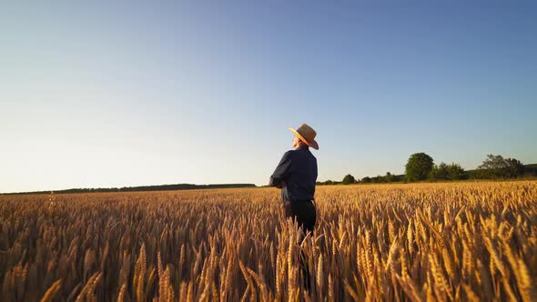 Farmer standing in wheat field. Male agronomist standing in golden wheat field