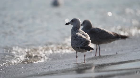 Seagull pair in waves washing in on dutch beach in daylight - slow motion