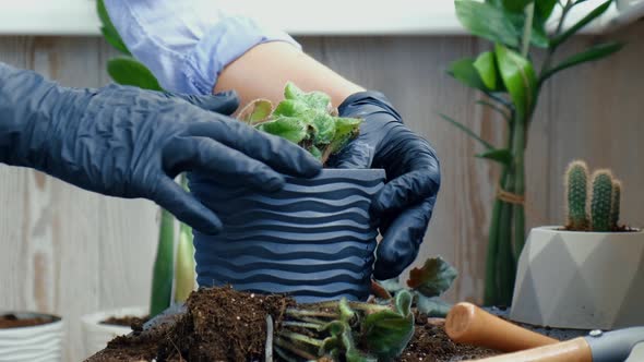 Woman Gardener Hands Transplantion Violet in a Pot