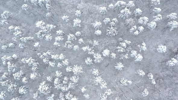 Snow all over the tree crowns by winter 4K aerial video