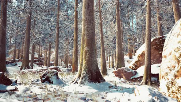 Winter Calm Forest at Sunny Day