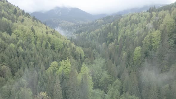 Ukraine, Carpathian Mountains: Beautiful Mountain Forest Landscape. Aerial, Flat, Gray