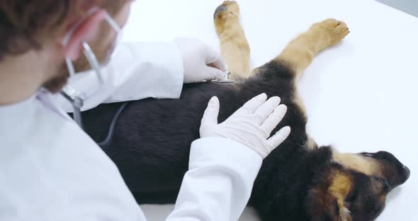 Experience Doctor Examining Breath Dog in Vet Clinic