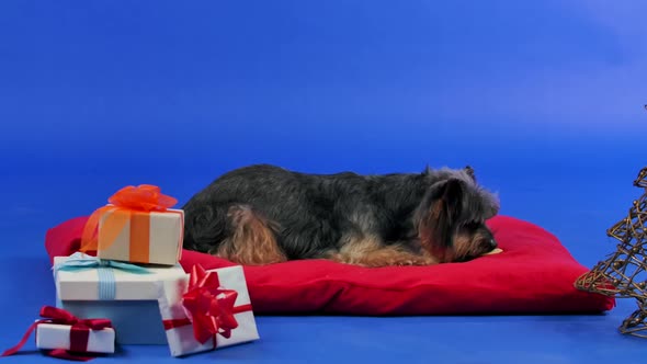 A Yorkshire Terrier Lies on a Red Pillow Next to a Wire Tree and Presents