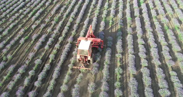 Aerial view, tractor harvesting flowers on a lavender field. Lavender harvest