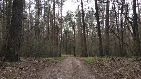 Aerial View of the Road Inside the Forest