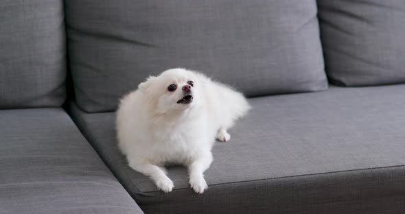 White Pomeranian dog on sofa