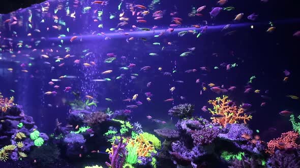 Tropical Fish with Corals and Algae in Blue Water