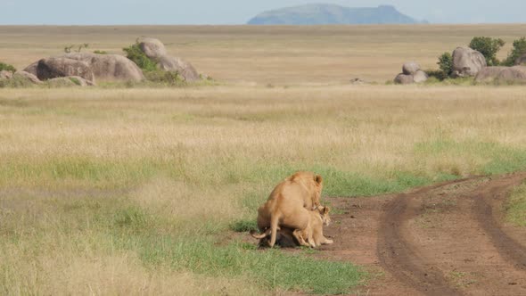 Male and female lions mating in the plains of Serengeti Tanzania - 4K Ultra HD