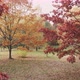 Autumn Stock Footage - Best Autumn Videos Footage 24 - VideoHive Item for Sale