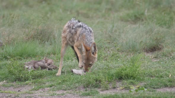 Black-backed jackal eating from a prey