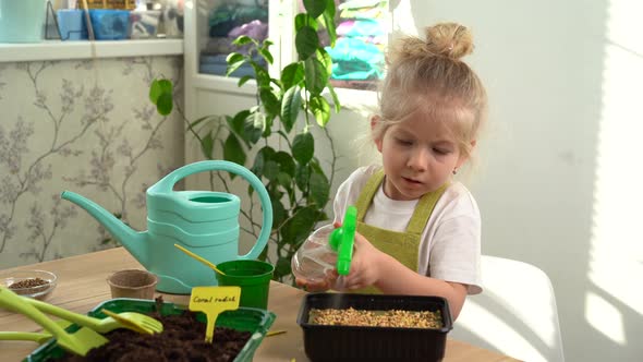 Little Blonde Girl in an Apron is Engaged in Planting Seeds for Seedlings of Micro Greens Spraying