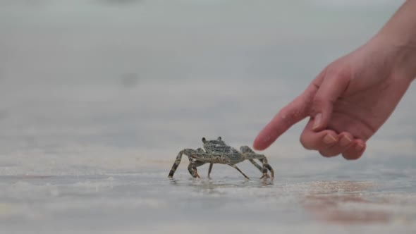 Ghost Crab Crawling Along a Sandy Tropical Beach By the Ocean Zanzibar