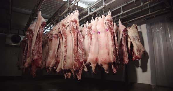 Pork Carcasses Hung On Hooks In The Freezer For Processing Into Sausages