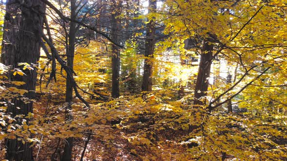 Cinematic Yellow Dry Leaves in Natural Autumn Forest