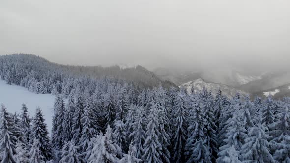 Aerial Flying Above Winter Forest in Mountain Valley