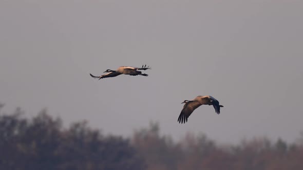 Common cranes in flight in super slowmotion