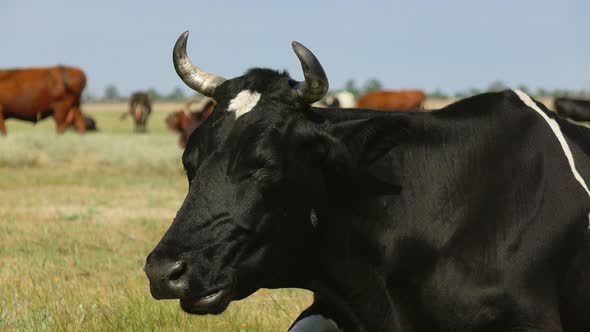 Cows Grazing on Green Pasture