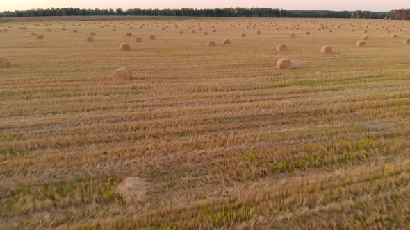 Straw Bales Lie in Field After Harvesting Grain