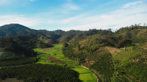 Majestic coffee plantation and rice terraces in Vietnam mountain landscape