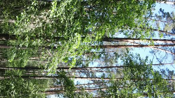 Vertical Video Aerial View Inside a Green Forest with Trees in Summer