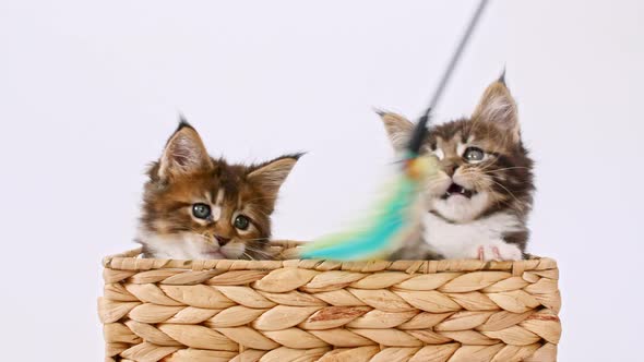 Striped Grey Kittens Playing in a Basket on a White Background