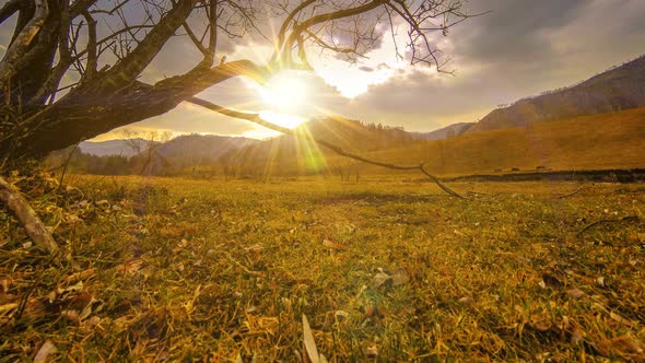 Time Lapse of Death Tree and Dry Yellow Grass at Mountian Landscape with Clouds and Sun Rays