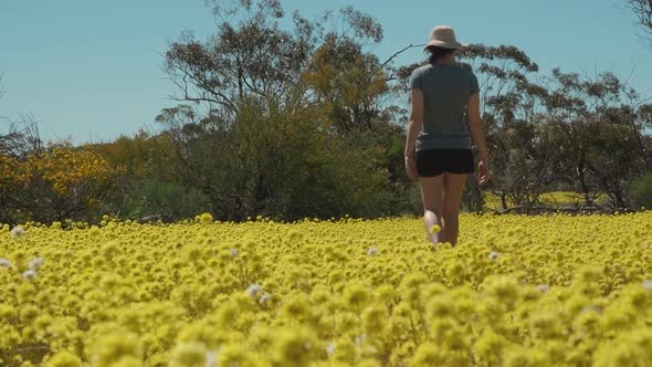 Young woman walks through a meadow of swaying Pompom Everlasting wildflowers in Coalseam Conservatio