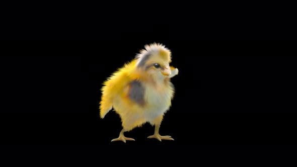 19 Baby Chicks Dancing 4K