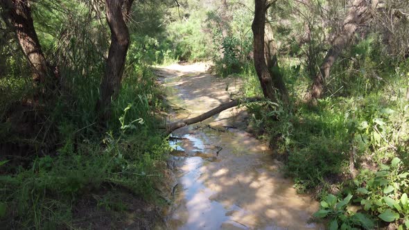 A shallow sandy riverbed with runoff water trickling through the forest - ascending to a view above