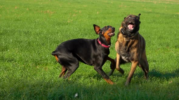 Doberman and Belgian Shepherd Malinois are Playing and Jumping on a Green Field