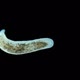 Worm Porfirievia Sp. Under the Microscope. Families Protomonotresidae, Endemic - VideoHive Item for Sale