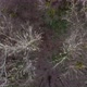 Aerial View From Above of Autumn Forest Gray Trees Bald Trees in Late Autumn - VideoHive Item for Sale